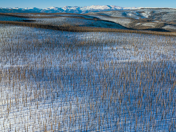 En aktiv skogskjøtsel og klimatilpasning kan være nødvendig for å hindre storskala endringer i karbonlageret i skog. Her fra «mountain pine beetle» angrepet furuskog nær Wolf creek i Colorado, trolig forårsaket av en kombinasjon av varmere klima og stor andel hogstmoden skog. Foto: Peter Essick