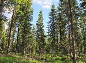 Fersk rapport om bærekraftig skogbruk