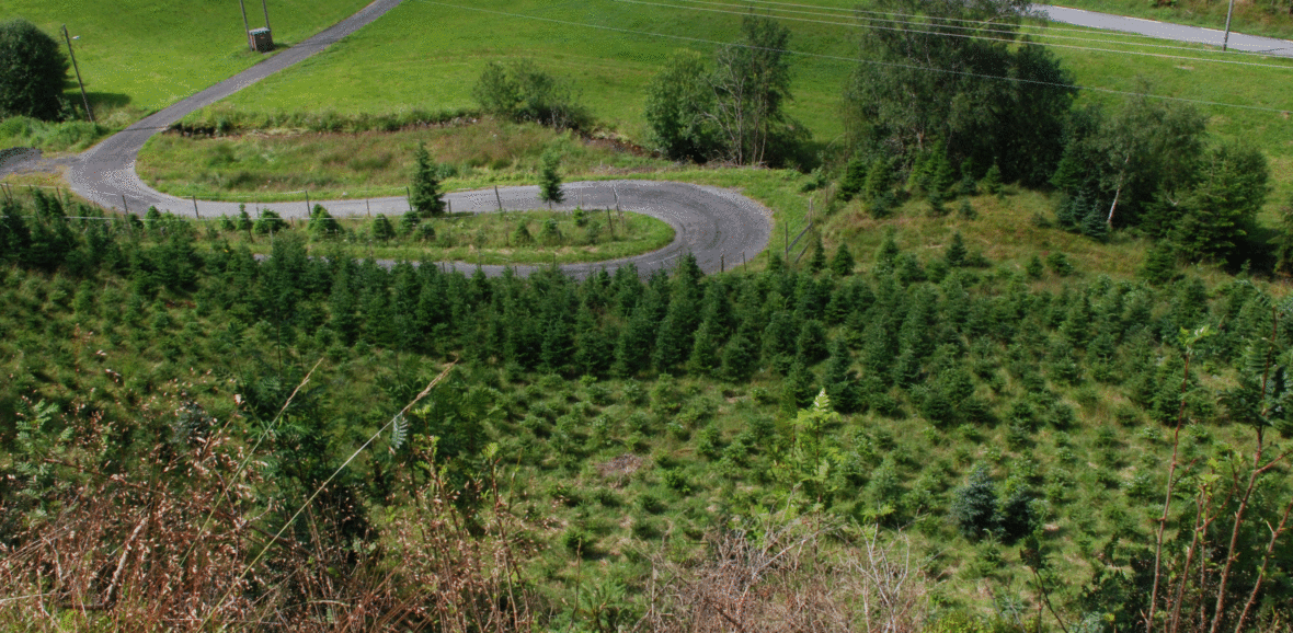 Det dyrkes juletrær i flere steder i Norge, danskene er blant de største utenlandske konkurrentene på markedet. 