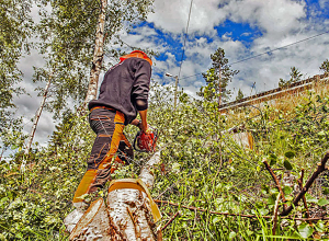 AT Skog kjøper Agder Linjerydding