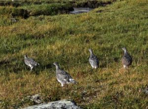 Gode utsikter for fuglejakta i Sør-Norge