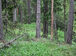 Naturindeksen 2020 – fortsatt positiv utvikling i skog