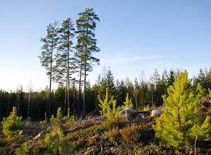 Klimagassregnskap for skog og arealbruk