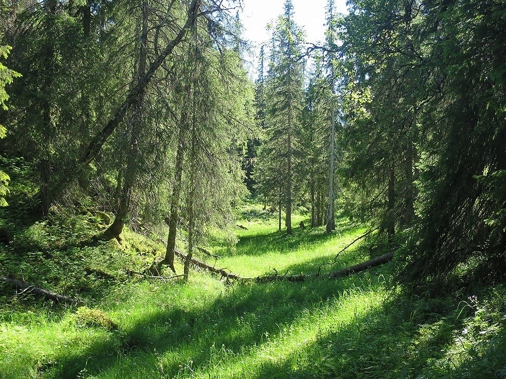 Rubben naturreservat i Namsskogan kommune. Foto: Terje Blindheim