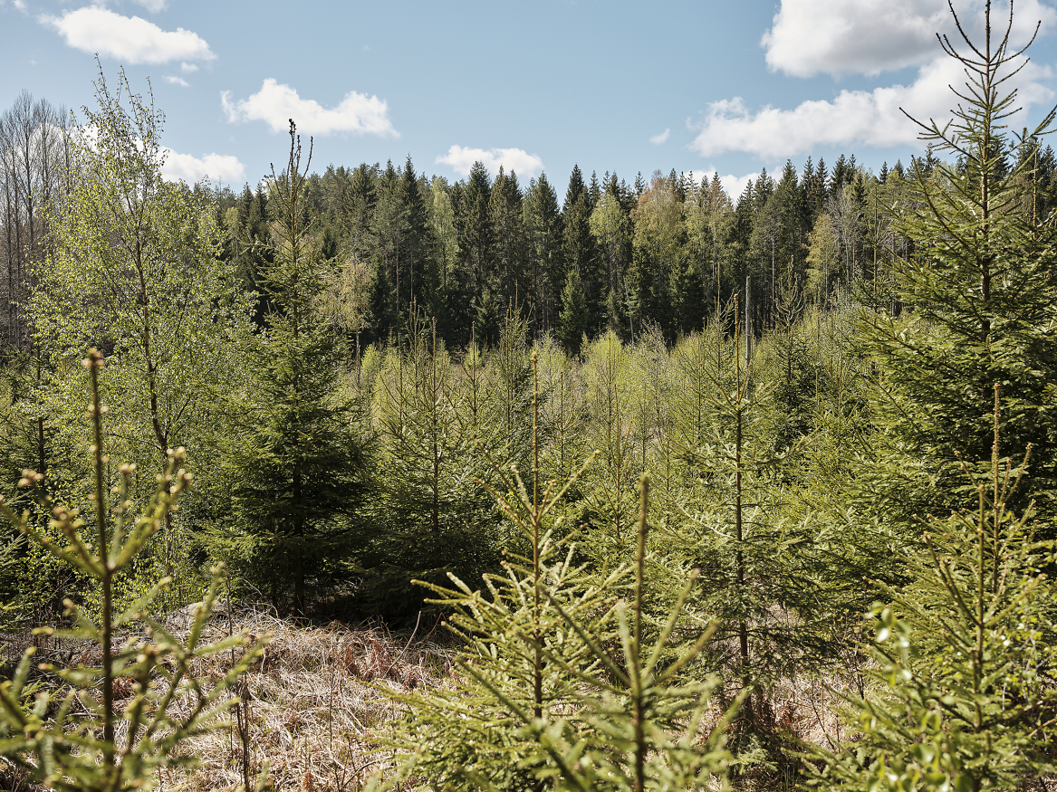 Medlemslandene i EU uttrykker bekymring for innholdet i den nye skogstrategien. Foto: Tenk Tre
