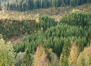 Nøytralt budsjett for klimatiltakene i skog  