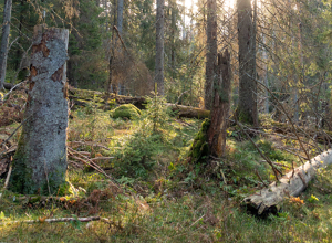 Skogeier tar vare på områder som er viktig for artsmangfoldet