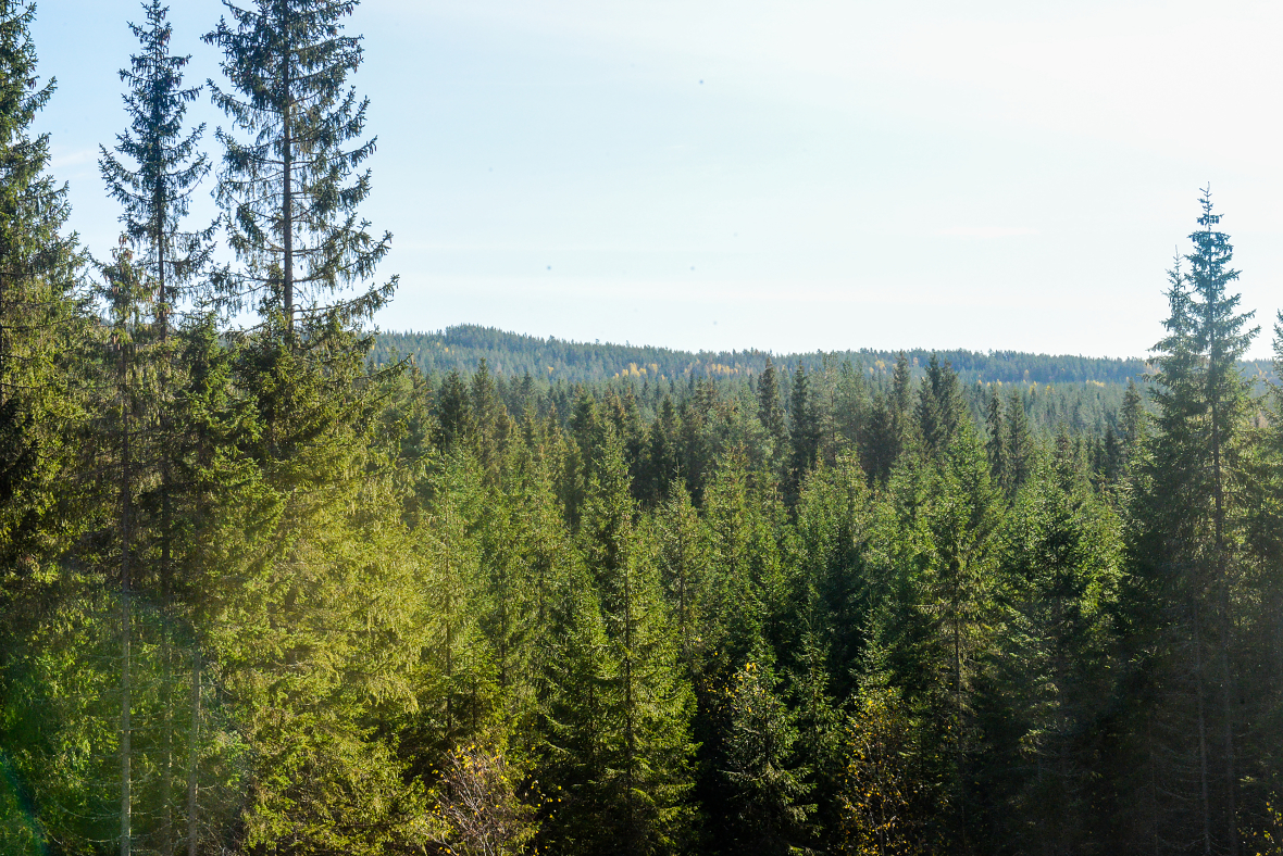 Boreal skog som skjøttes binder mye karbon.