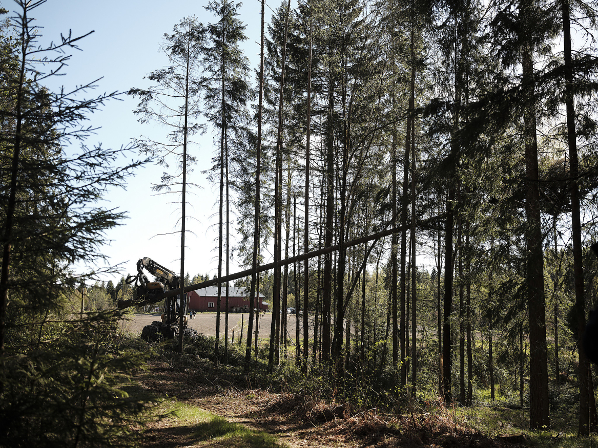 Skogbruket skaper arbeidsplasser i 9 av 10 kommuner i Norge, og Skogeierforbundet har store forventninger til et løft for skognæringen i statsbudsjettet for neste år.