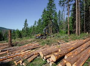 EUs råkjør i skogpolitikken