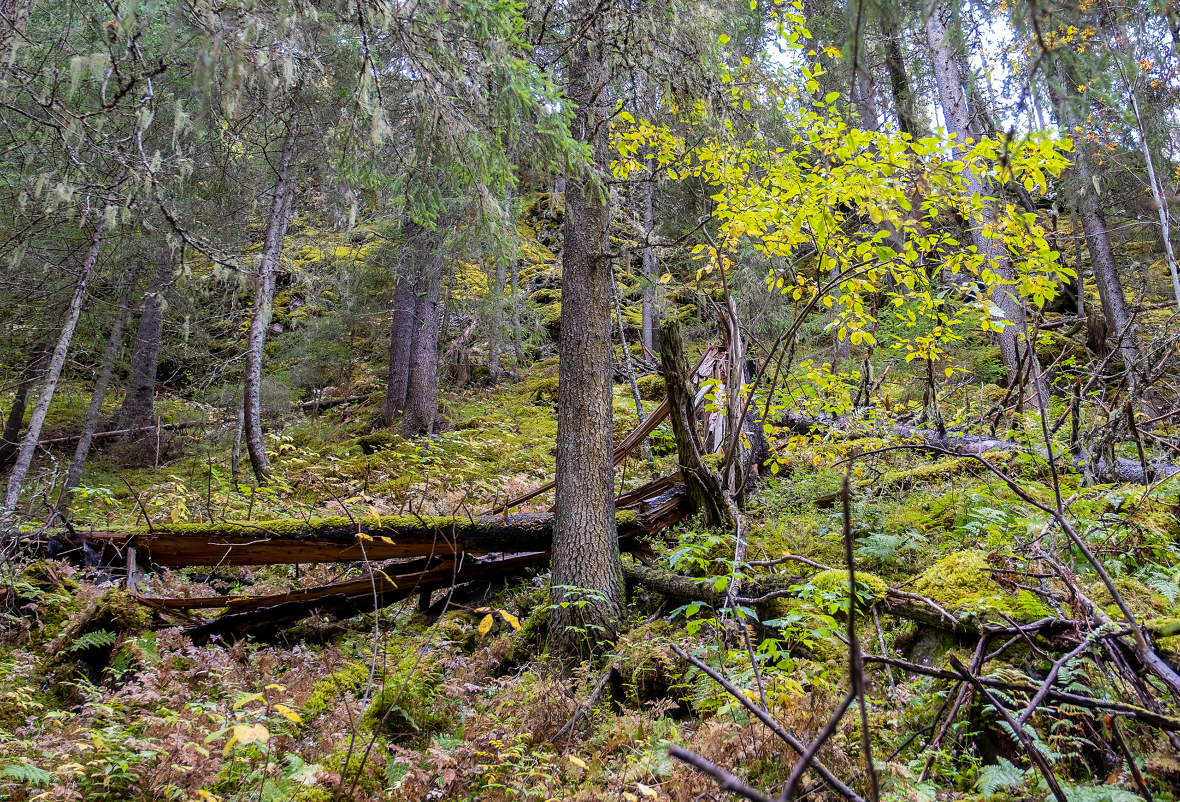 Etter at ordningen med frivillig vern av skog ble innført på starten av 2000-tallet, har skogvernet i Norge blitt gjennomført med liten grad av konflikt.